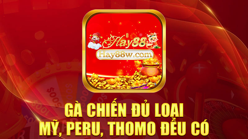Gà chiến đủ loại: Mỹ, Peru, Thomo đều có