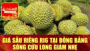 Giá sầu riêng Ri6 tại Đồng bằng sông Cửu Long giảm nhẹ: Fan "nữ hoàng trái cây" đỡ đau ví