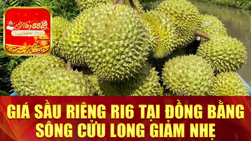Giá sầu riêng Ri6 tại Đồng bằng sông Cửu Long giảm nhẹ: Fan "nữ hoàng trái cây" đỡ đau ví